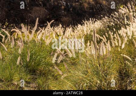 Pennisetum setaceum, razo de gato, fontana di erba, retroilluminata in un barranco a San Miguel, tenerife, Isole Canarie, Spagna Foto Stock