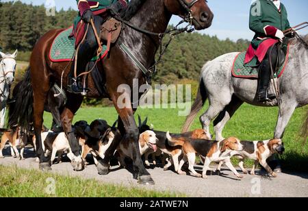 Beagle. Pacchetto Draghound per con i piloti. Germania Foto Stock