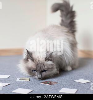 Birman, Sacro Gatto Della Birmania. Gatto adulto che guarda le carte Match. Germania . Foto Stock