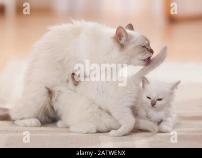 Birman, gatto Sacro della Birmania. Madre infermieristica e leccare i suoi gattini (6 settimane). Germania Foto Stock