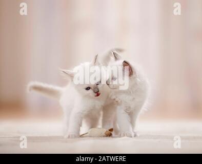 Birman, gatto Sacro della Birmania. Due gattini (6 settimane) con il giocattolo del mouse in piedi su un tappeto. Germania Foto Stock