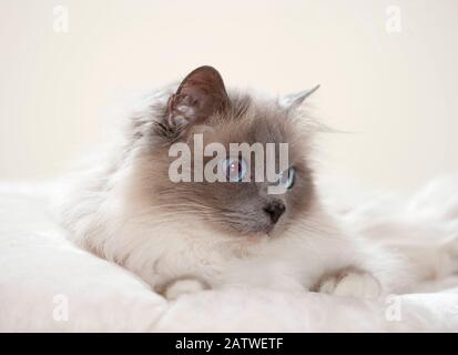 Gatto sacro della Birmania. Gatto adulto sdraiato su un cuscino. Germania. Foto Stock
