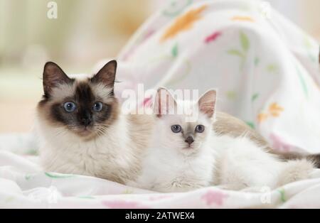 Birman, gatto Sacro della Birmania. Madre con gattino su una coperta. Germania Foto Stock