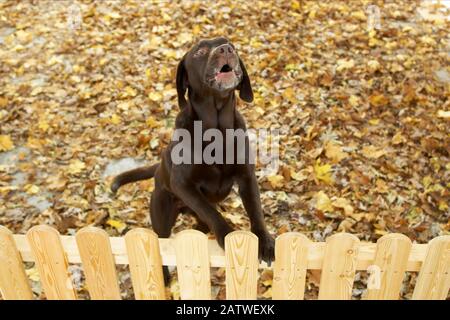 Labrador Retriever. Cane adulto dietro una recinzione, abbaiare. Germania. Foto Stock