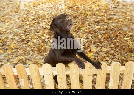 Labrador Retriever. Cane adulto dietro una recinzione, abbaiare. Germania. Foto Stock
