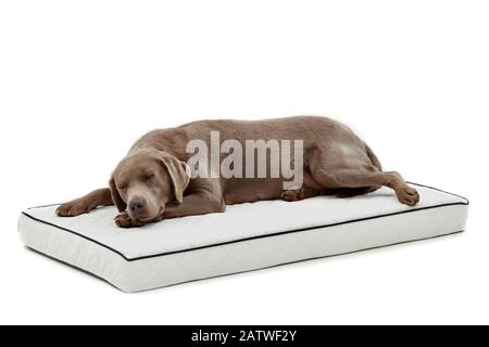 Labrador Retriever dormire su un letto per animali domestici. Immagine studio su sfondo bianco. Germania. Foto Stock