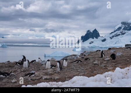 Affollate colonie di allevamento dei pinguini (rookeries) su affioramenti rocciosi circondati da paesaggi ghiacciati stuunanti, l'Antartide Foto Stock