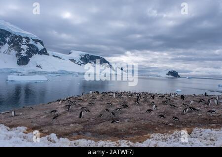 Affollate colonie di allevamento dei pinguini (rookeries) su affioramenti rocciosi circondati da paesaggi ghiacciati stuunanti, l'Antartide Foto Stock