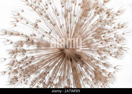 Allium, fiore, seme di dente di leone Foto Stock