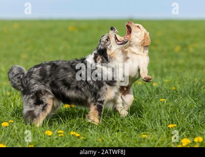 Adulto Pastore australiano e Labrador Retriever cucciolo giocare su un prato. Germania Foto Stock