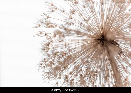 Allium, fiore, seme di dente di leone Foto Stock