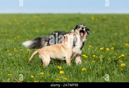 Adulto Pastore australiano e Labrador Retriever cucciolo giocare su un prato. Germania Foto Stock