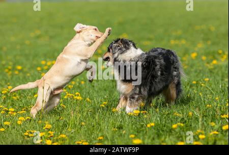 Adulto Pastore australiano e Labrador Retriever cucciolo giocare su un prato. Germania Foto Stock