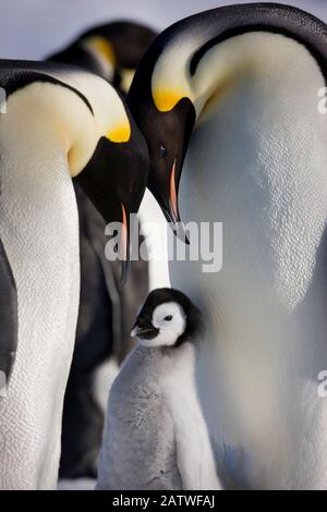 Pinguini dell'imperatore (Aptenodytes forsteri) con pulcino giovane al rookery dell'isola di Snow Hill, Antartide. Ottobre. Foto Stock