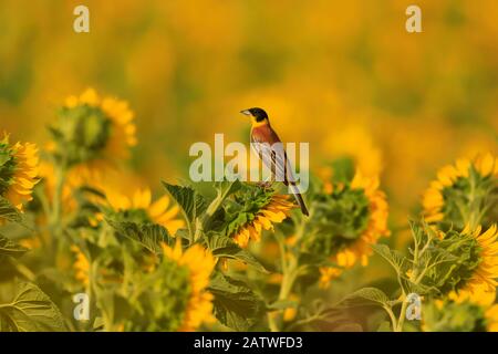 Coniglietto nero capeggiato, (Emberiza melanocephala), che cattura mosche su raccolto di girasole, Bulgaria, giugno. Foto Stock