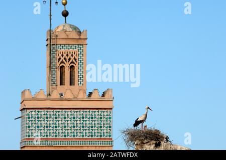 Nidificazione Stork su Nest Nacquata dal Minareto orientale della Moschea di Berrima Storks vicino al Palazzo El Badi di Marrakech Marocco Foto Stock