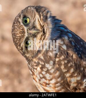 Gufo di canottaggio (Athene cunicularia) con testa girata ad un lato, Marana, deserto di sonora, Arizona, Stati Uniti. Ottobre. Foto Stock