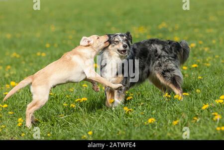 Adulto Pastore australiano e Labrador Retriever cucciolo giocare su un prato. Germania Foto Stock