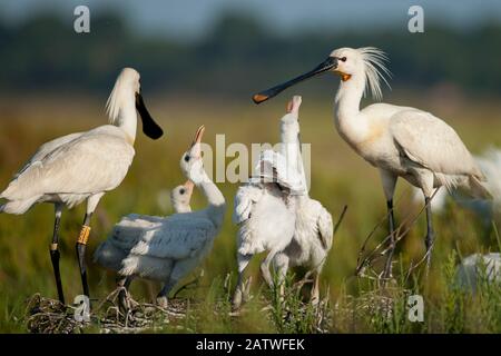 Spoonbill bianco (Platalea leucorodia) adulti al nido con pulcini, estuario del Sado, Portogallo. Maggio Foto Stock