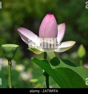 Loto (Nelumbo nucifera) in fiore in giardino botanico, Vandea, Francia, luglio. Foto Stock