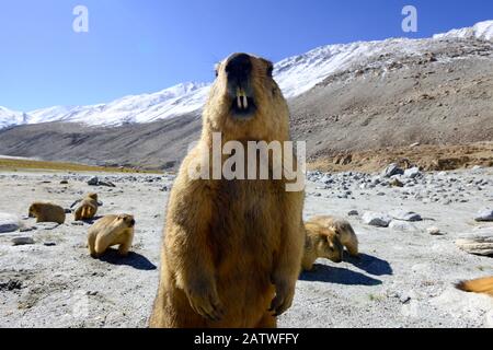 Marmotta himalayana (Marmota himalayana). Chantang Wildlife Sanctuary. Ladakh, India, Foto Stock