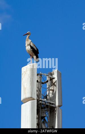 Single White Stork, Ciconia ciconia, Arroccato o in piedi sul trasmettitore di comunicazione o antenna Marrakech Marocco Foto Stock