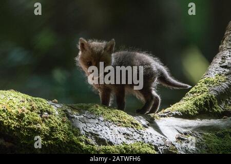 Red Fox (Vulpes vulpes vulpes) cub, Vosges, Francia, Maggio. Foto Stock