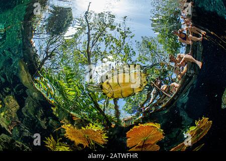 Tartaruga d'acqua dolce (Trachemys scripta venusta) nuotando tra le foglie Di gigli D'Acqua, Gran Cenote, vicino Tulum, Quintana Roo, Penisola dello Yucatan, Messico. Foto Stock