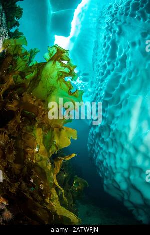 Zucchero kelp (Saccharina Latissima) vicino iceberg, vista verso l'alto per gap in ghiaccio marino. Tasiilaq, Groenlandia Orientale. Aprile. Foto Stock