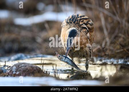 Grande bittern (Botaurus stellaris) con pesce in becco, catturato in corrente. Laanemaa, Estonia Occidentale. Marzo. Foto Stock