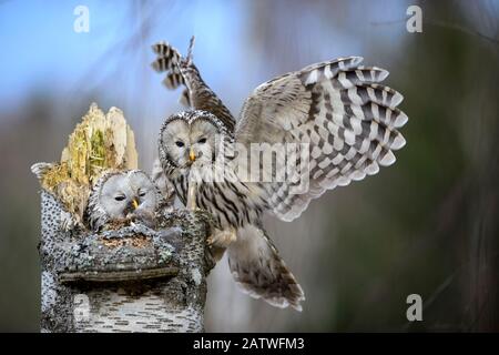 Ural owl (Strix uralensis) femmina sul nido, atterraggio maschile con ramoscello in becco. Tartumaa, Estonia Meridionale. Aprile. Foto Stock