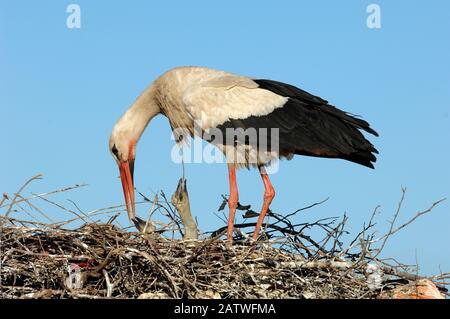 Single White Stork, Ciconia Ciconia, Alimentazione Pulcini Su Nest Marrakech Marocco Foto Stock