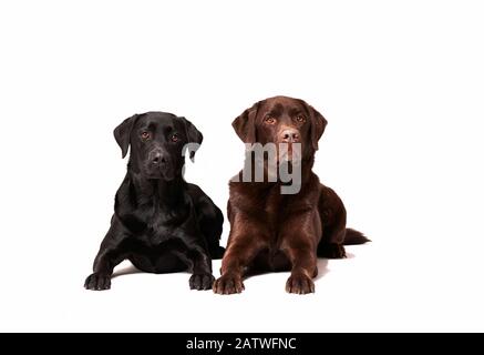 Labrador Retriever. Cane adulto nero e marrone sdraiato l'uno accanto all'altro. Immagine studio su sfondo bianco. Germania. Foto Stock