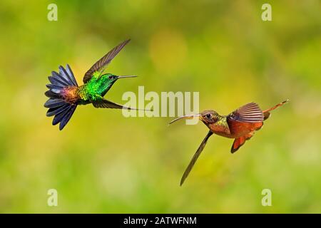 Rufus-breasted hermit hummingbird (Glaucis hirsutus) e rame-rumped hummingbird e (tabacchi amazzilia) hovering, Tobago Foto Stock