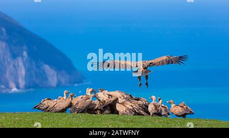 Avvoltoio di Griffon (Gyps fulvus) atterrando sulla costa vicino al gregge. Cantabria, Spagna, Marzo. Foto Stock