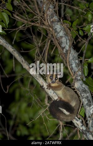 Lemur pallore chiaro (Phaner pallescens) in cerca di cibo di notte, Kirindy Foresta Decidua, Madagascar. Obiettivi per il progetto conservazione. Foto Stock