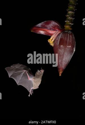 Pipistrello a foglia (Phyllostomidae sp) che vola verso Banana (Musa sp) fiore per nutrirsi. Costa Rica. Foto Stock