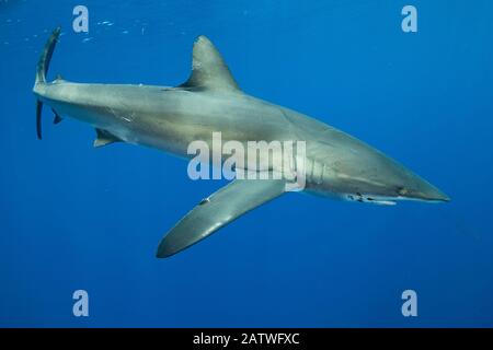 Squalo seta (Carchhinus falciformis). Parco Nazionale Dell'Isola Di Cocos, Costa Rica. Foto Stock