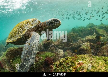 Tartaruga verde delle Galapagos (Chelonia mydas agassizi) nuoto sul fondo del mare con banchi di pesce sullo sfondo. Fuori Dall'Isola Di San Cristobal, Galapagos. Foto Stock