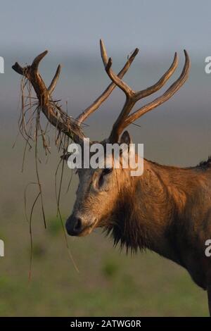 Pere Davids cervo / Milu (Elaphurus davidianus) Stag, a piedi al mattino nella Riserva Naturale Nazionale di Hubei Tianezhou Milu, Shishou, Hubei, Cina Foto Stock