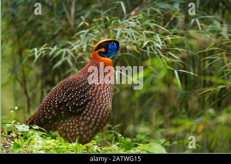 Tempmincks tragopan (Tragopan temminckii) Riserva Naturale di Tangjiahe, provincia del Sichuan, Cina. Foto Stock