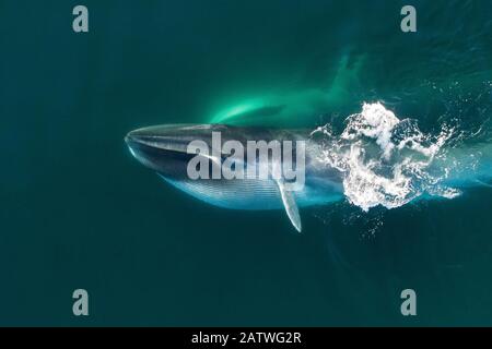 Veduta aerea della balena Delle Pinne (Balaenoptera physalus), affondo, con sacca di gola distesa, Mare meridionale di Cortez (Golfo della California), Baja California, Messico. Foto Stock