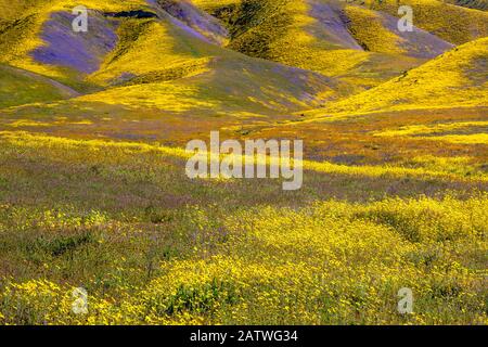 Ripide valli ai piedi della gamma Temblor, tappezzate con Coreopsis (giallo) e Phacelia (viola) con macchie di papavero arancione della California (Eschschschscholzia californnica). Carrizo Plain, California, Stati Uniti. 31st marzo 2019. Foto Stock