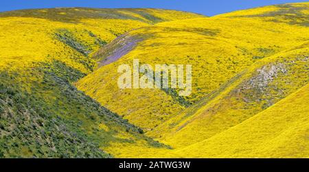 Ripide valli ai piedi della gamma Temblor, tappezzate con Coreopsis (giallo) e Phacelia (viola) con macchie di papavero arancione della California (Eschschschscholzia californnica). Carrizo Plain, California, Stati Uniti. 31st marzo 2019. Foto Stock