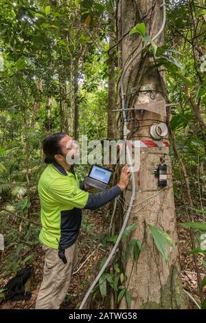 Dr. Alex Cheesman ricerca cambiamenti nel flusso phloem a variabili ambientali in due foreste tropicali alberi specie al Daintree Rainforest Observatory, Queensland, Australia. Febbraio 2015. Modello rilasciato. Foto Stock