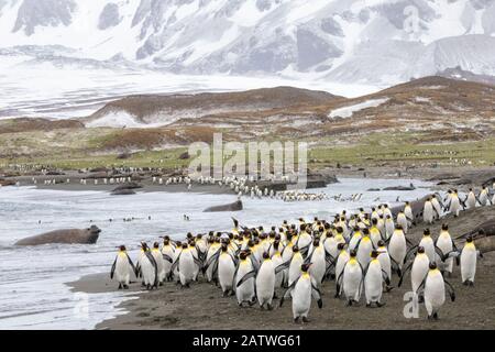 Colonie di pinguini reali (Aptenodytes patagonicus) e Foche dell'Elefante Meridionale (Mirounga leonina) sulla spiaggia di St. Andrews Bay, Georgia del Sud. Novembre. Foto Stock