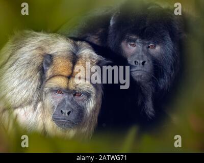 L'urlatore nero (Alouatta caraya) maschio e femmina, prigioniero, si verifica in Brasile e Paraguay. Con motivo a lamelle aggiunto digitalmente. Foto Stock