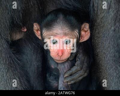 Celebes Crested macaque (Macaca nigra) neonato, prigioniero. Foto Stock