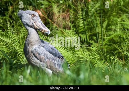 Shoebill stork (Balaeniceps rex) nelle paludi di Mabamba, Lago Victoria, Uganda, febbraio. Foto Stock