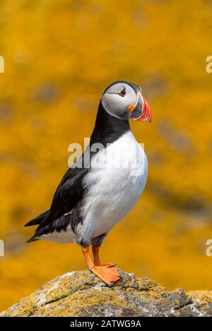 Puffin (Fratercola artica) con lichen arancione mare (Calplaca marina) coperto roch dietro, Shiant Isles, Ebridi Esterne, Scozia, Regno Unito. Giugno. Foto Stock